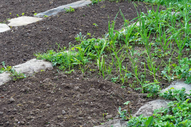 istock Young garlic on the garden bed 962096422