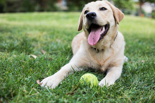 An overweight Labrador Retriever mixed breed dog standing outdoors