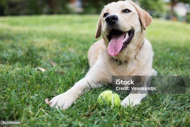 Dog At The Park Stock Photo - Download Image Now - Dog, Labrador Retriever, Natural Parkland