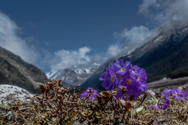 violeta flores (primula farináceo) o himalaya primrose en yumthang valle, sikkim, india - sikkim fotografías e imágenes de stock