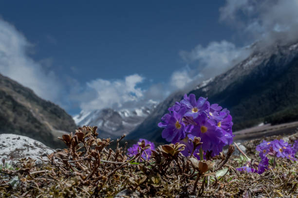 fleurs (primula farineux) pourpres ou primevère de l’himalaya yumthang vallée, sikkim, inde - sikkim photos et images de collection