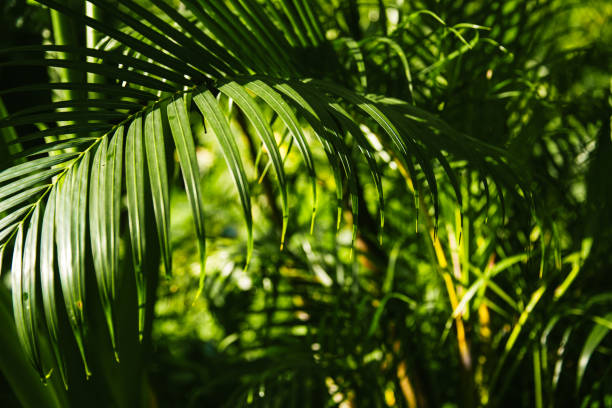 istock Real tropical green leave in the forest. 962097308
