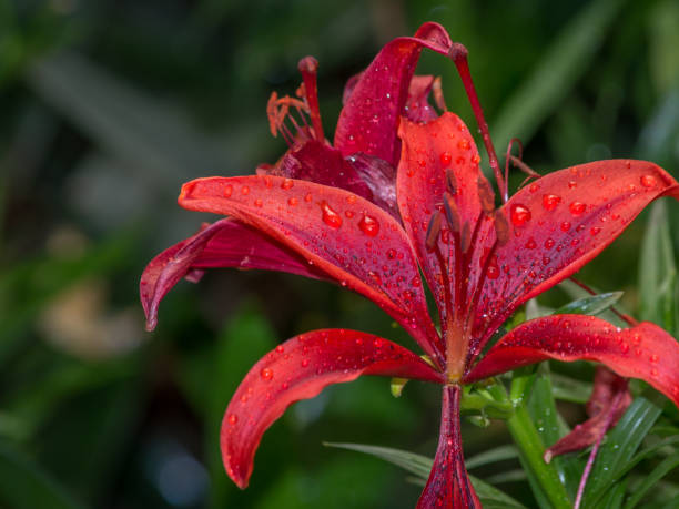 istock Tiger lily (Lilium lancifolium, syn. L. tigrinum) in raindrops. Shallow depth of field 962097366