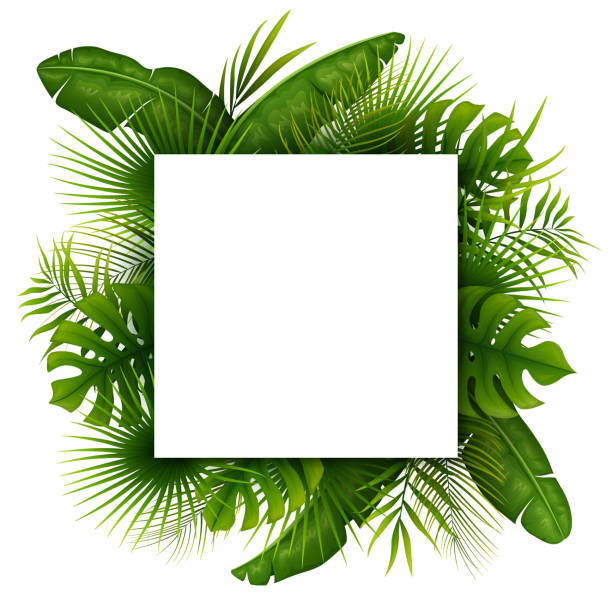 istock Tropical green leaves with white square frame place for text isolated on white background 962099822