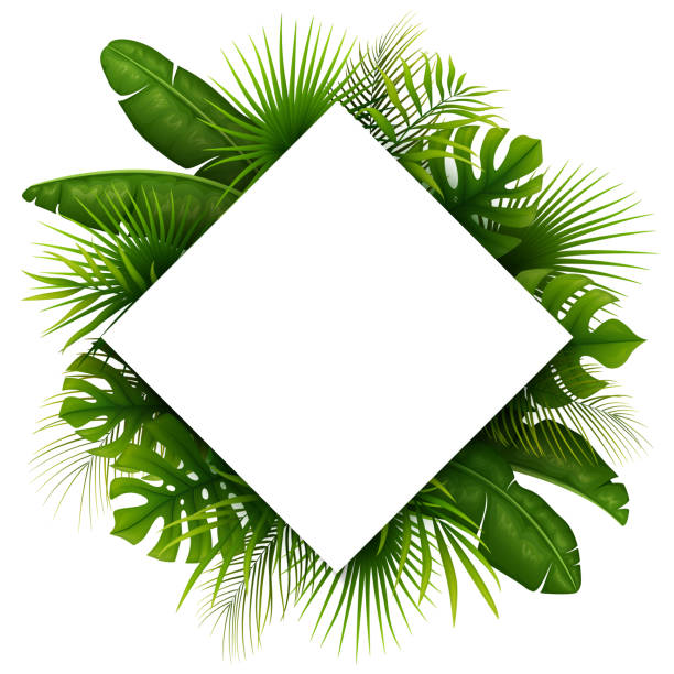 istock Tropical green leaves with white frame place for text isolated on white background 962099878