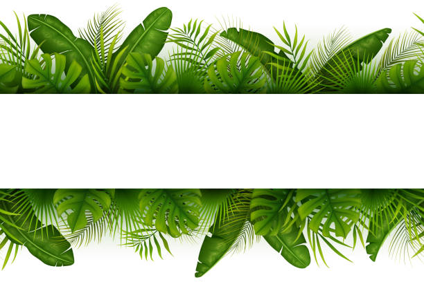 Tropical jungle background with palm trees and leaves on white background Vector illustration of Tropical jungle background with palm trees and leaves on white background banana borders stock illustrations