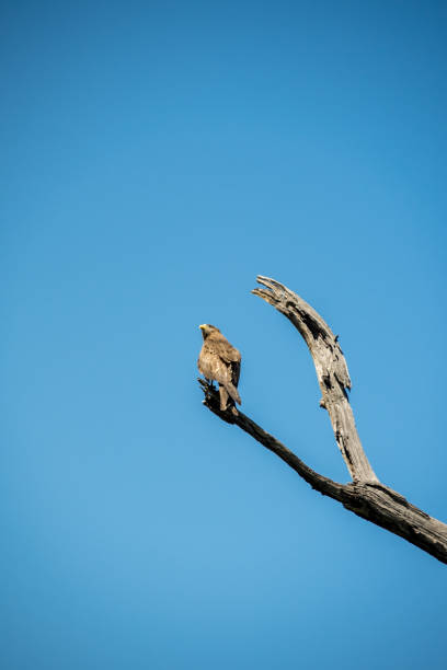 istock Bird of prey on tree trunk 962100252