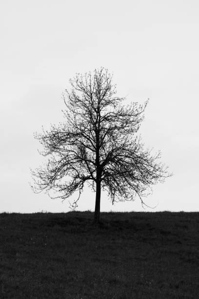 istock Silhouette of a tree on a hill. Black and white image. 962101418