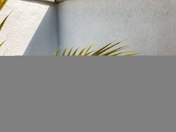 istock Branch of a plant against a white wall 962103330