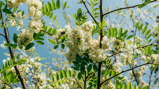 Robinia pseudoacacia or false acacia with blooming white flowers in spring time, green tree locust close up