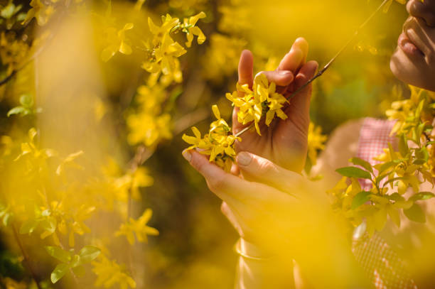 istock Girl standing between branches of yellow blossom tree and hold it in her hands 962106444