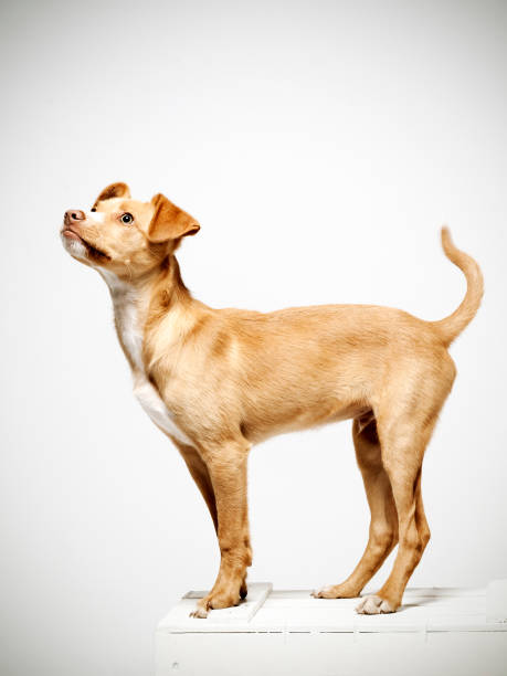 side view of a puppy over the wood box