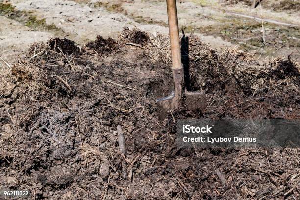 Cow Dung Manure Rotted Compost Organic Fertilizer Stock Photo - Download  Image Now - Agriculture, Animal Dung, Compost - iStock