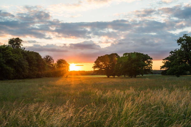 istock Trees and grass on the summer meadow in sunset (XXXLarge) 962111488