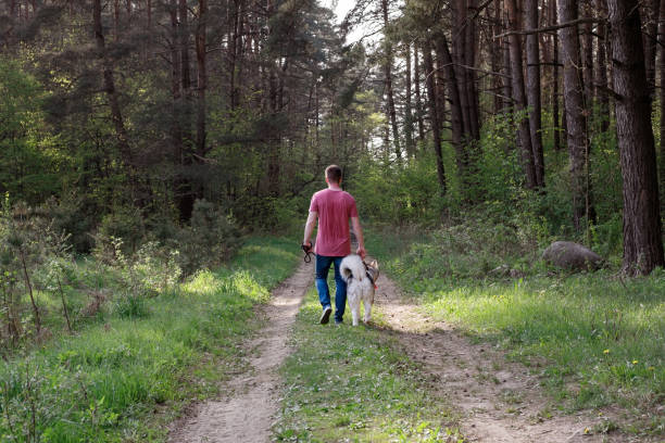 istock Caucasian man walking a dog in summer forest, view from back 962112054