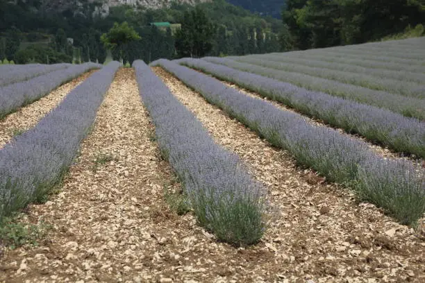 Beautiful Lavender field in Sault, Vaucluse, Provence France, Summer day
