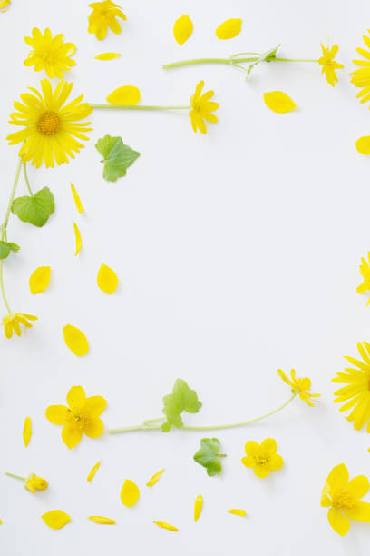 istock yellow flowers on white background 962118156