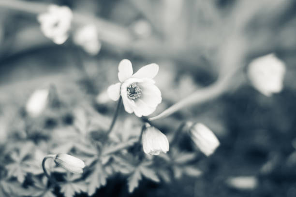 istock Anemone flower in the garden 962119668