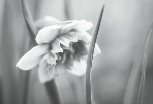 istock Blooming narcissus in the garden 962122746