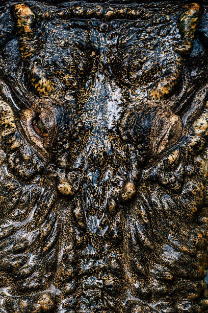 istock The Jurassic Face Crocodile 962125586