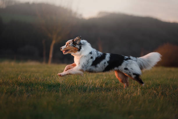 il cane corre per il campo, sulla natura al tramonto. - field dog pets green foto e immagini stock