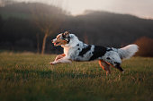the dog is running around the field, on the nature at sunset.