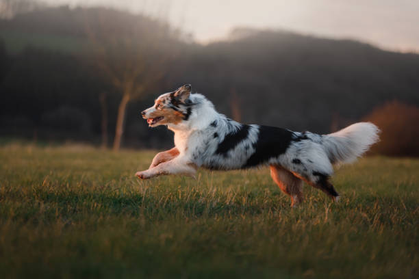 o cachorro está correndo ao redor do campo, sobre a natureza ao pôr do sol. - dog jumping - fotografias e filmes do acervo