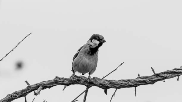 istock Isolated House Sparrow on a white background 962125930