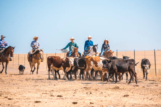 istock Cowboys lassoing in nature 962126966