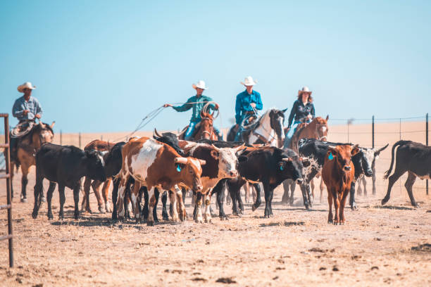istock Cowboys lassoing in nature 962126982