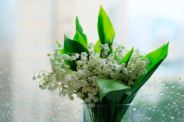 istock Lilies of the Valley 962127428