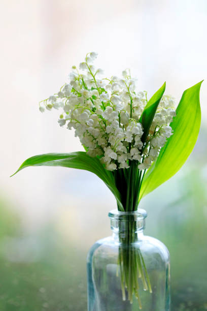 istock Lilies of the Valley 962127476