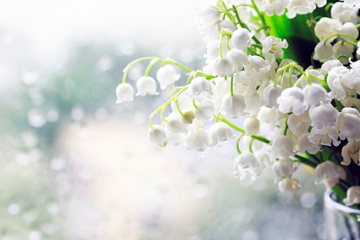 Bouquet of Lilies of the Valley isolated on dim background.