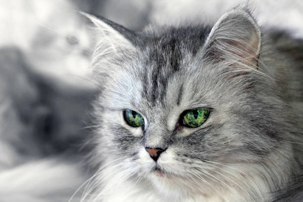 istock Portrait of a cat close-up. 962127642