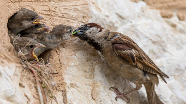 istock isolated house sparrow feeding its young 962128710