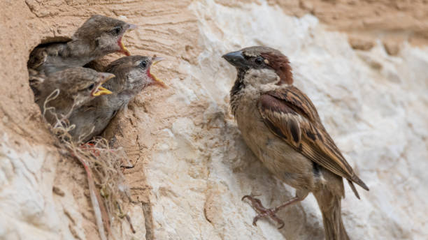 istock isolated house sparrow feeding its young 962131028
