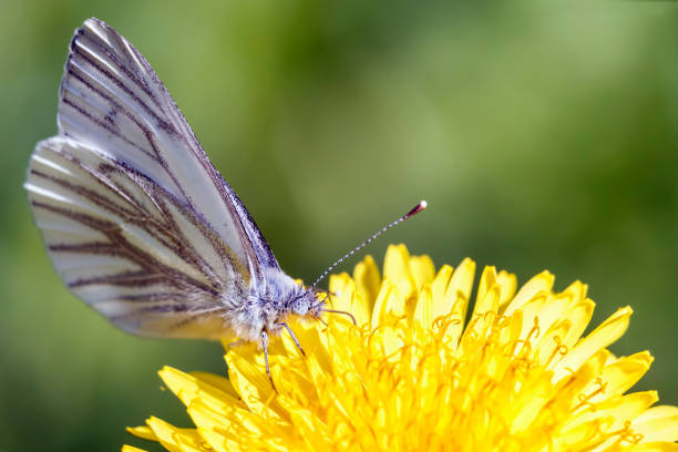 istock Butterfly sitting on a yellow flower, macro shooting 962132210