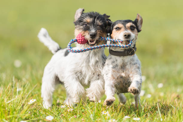 Two cute friendly dogs are playing with a ball - Jack Russell Terrier