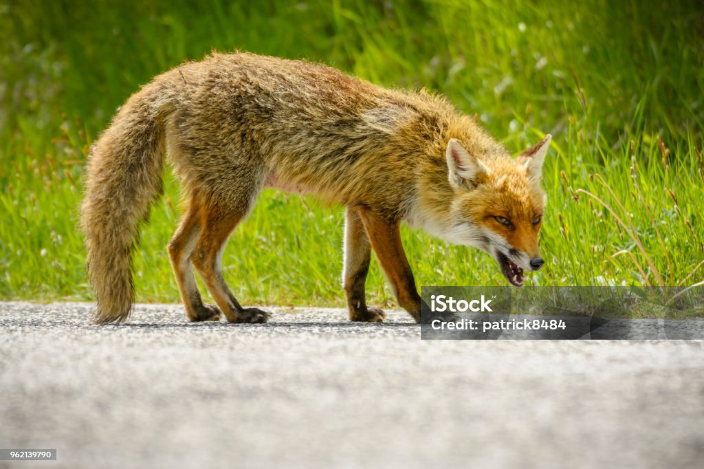 Fox è alla ricerca di cibo - Foto stock royalty-free di Rabbia - Virus