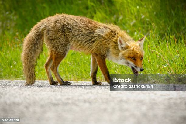 Fox È Alla Ricerca Di Cibo - Fotografie stock e altre immagini di Rabbia - Virus - Rabbia - Virus, Volpe, Animale