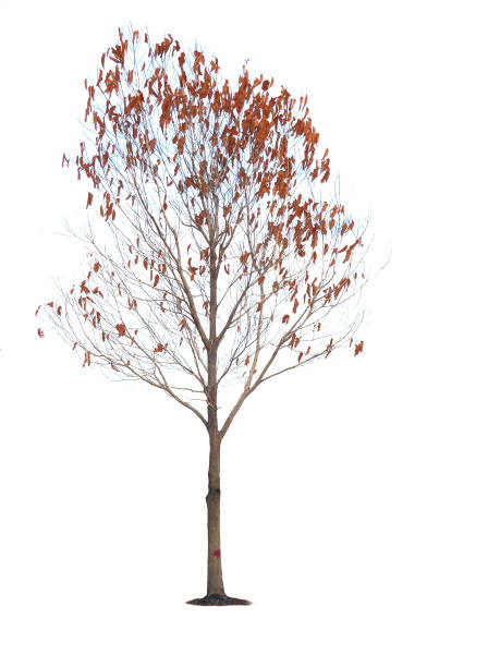 Dry tree on a white background Isolate the model to be used for the design.
