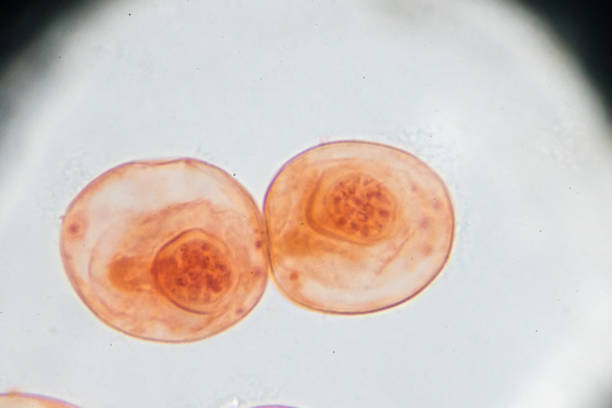 istock honeybee Mouth Parts under microscopy 962140422