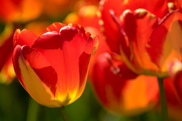 istock Orange and yellow tulips 962141504
