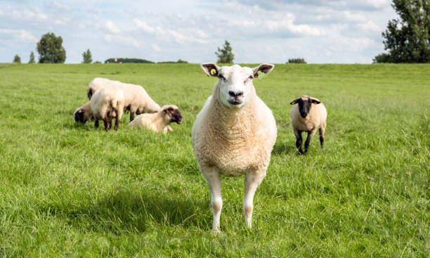 istock Portrait of a mature sheep 962141688