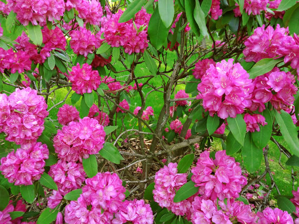 istock Blooming purple rhododendron in the garden in springtime. 962141846