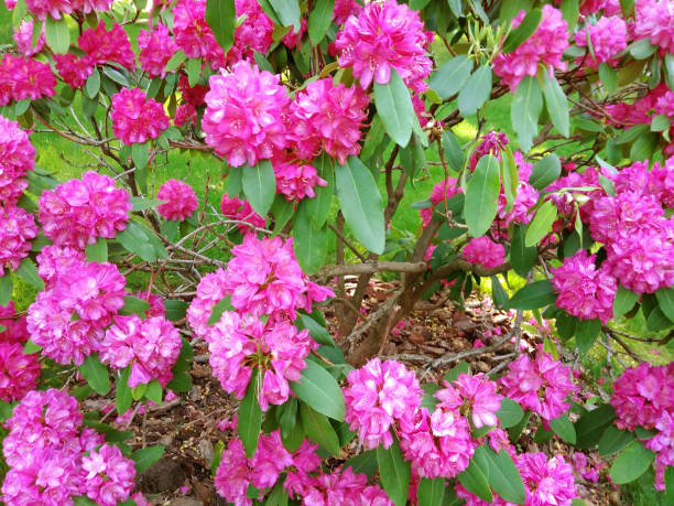 lila rhododendron im garten blühen im frühling. - azalea magenta flower red stock-fotos und bilder