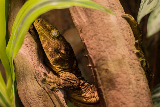 istock New Caledonian giant gecko 962141944