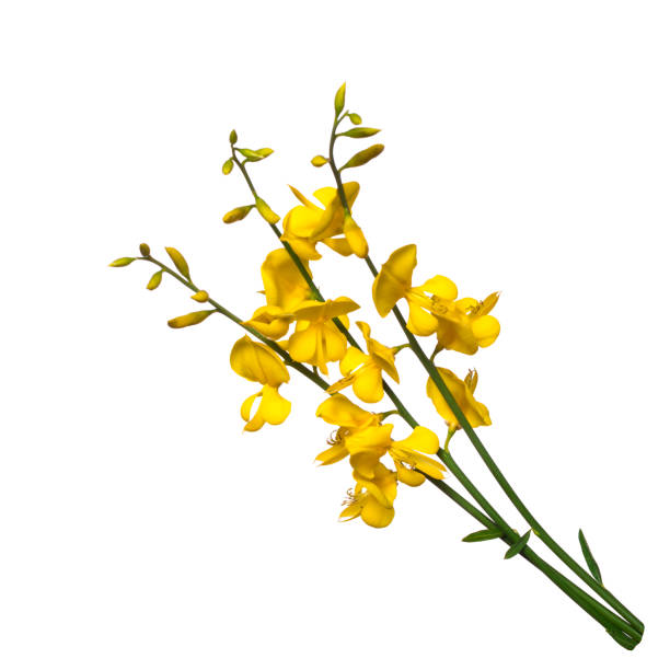 Broom flowers on white background Broom flowers on white background furze or gorse ulex europaeus stock pictures, royalty-free photos & images