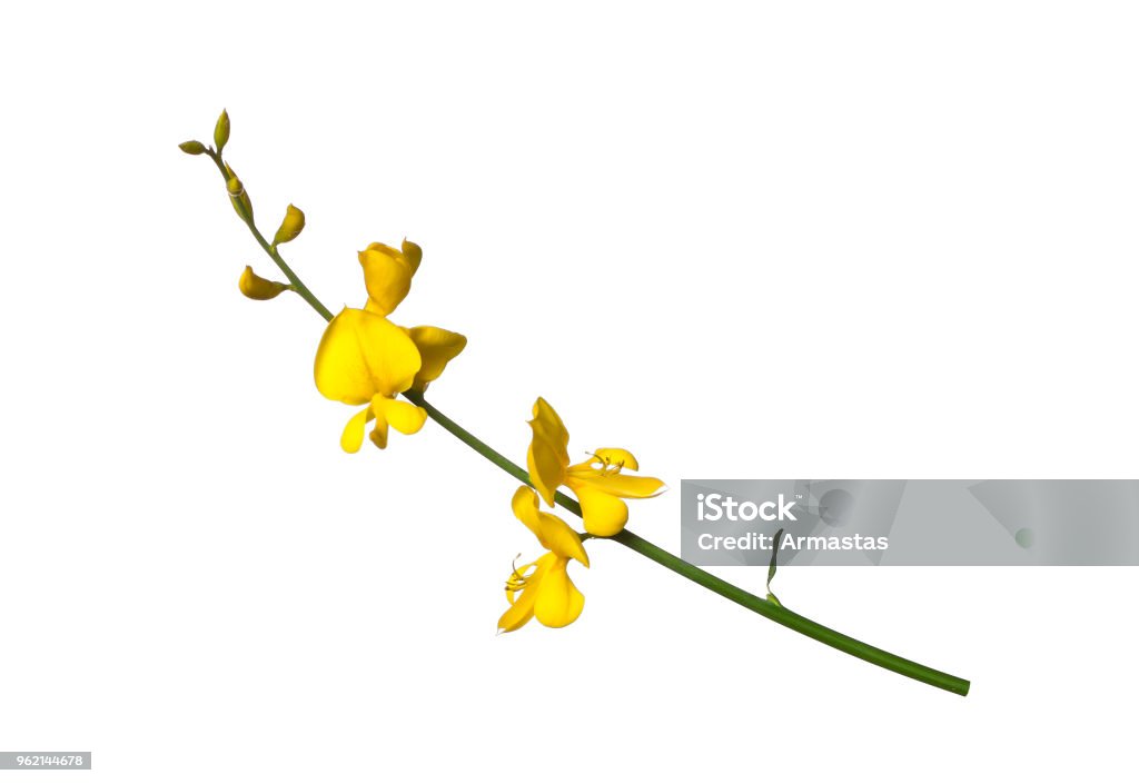 Vassoura de flores sobre fundo branco - Foto de stock de Amarelo royalty-free