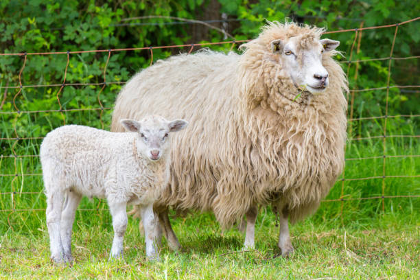 istock White mother sheep with newborn lamb 962146662